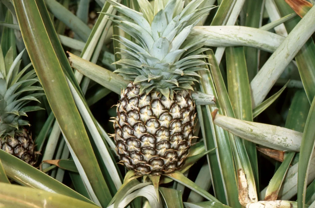 Bromelina e Ananas